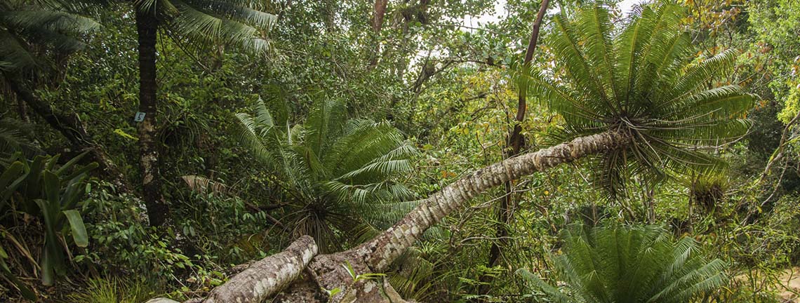 Calocome de microcycas de plantes fossiles vivantes
